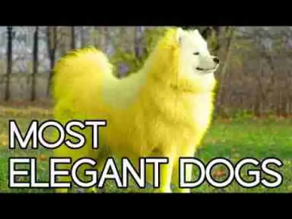 Video: 10 Most Elegant Dog Breeds
